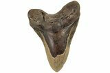 Bargain, Fossil Megalodon Tooth - North Carolina #200243-1